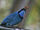 Dark-blue jay