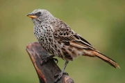 Rufous-tailed weaver. Ngorongoro Crater, Tanzania.