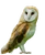 Western Barn-Owl