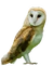 Western Barn-Owl