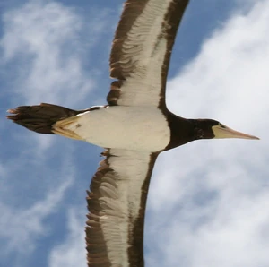 Closeup of Brown Booby over Magen's Bay