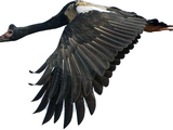 Magpie Goose