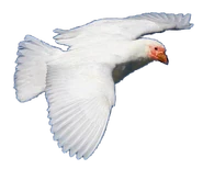 Red-masked Sheathbill