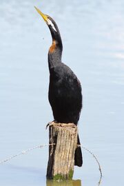Male A