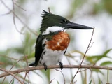 Kingfisher