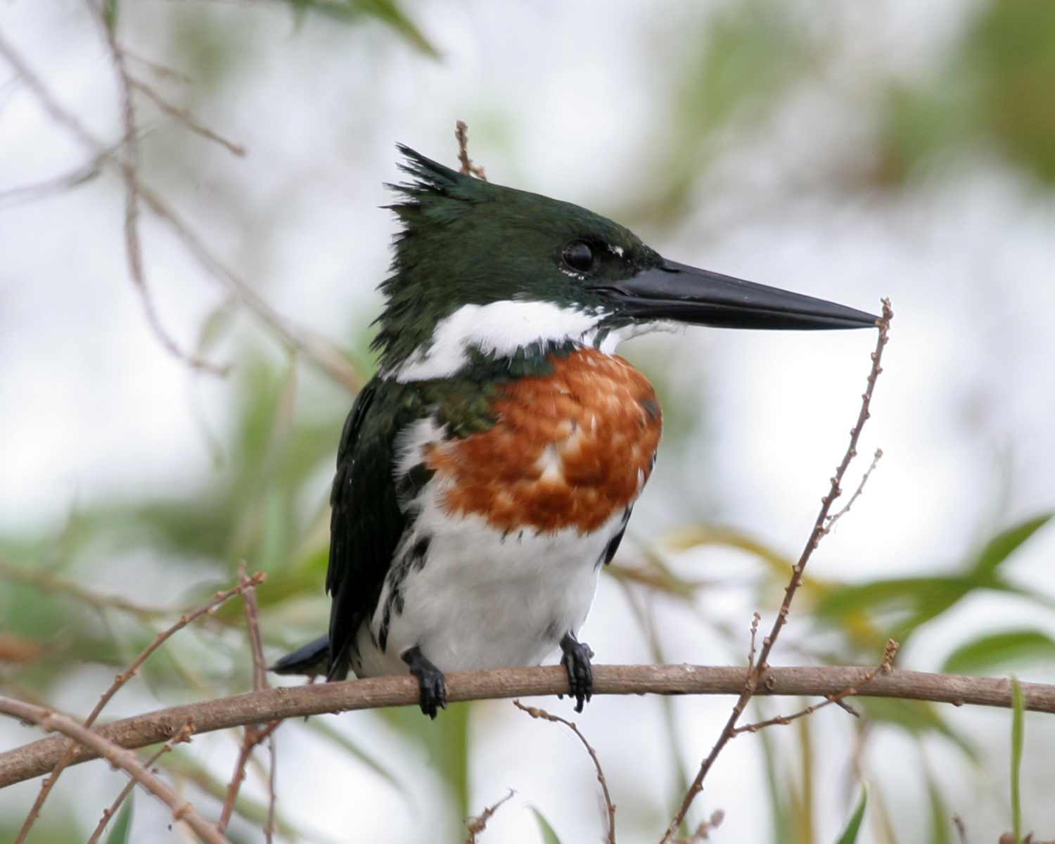 Belted kingfisher - Wikipedia
