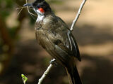 Bulbul