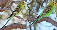 Male and female wild Budgerigars