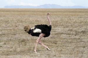 Ostrich