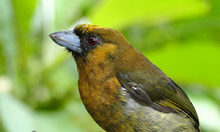 Prong-billed Barbet