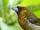 Prong-billed Barbet