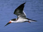 Blackskimmer64