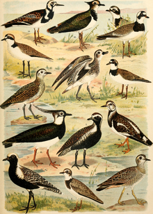 Charadriidae diversity art