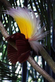 Paradisaea apoda -Bali Bird Park-7