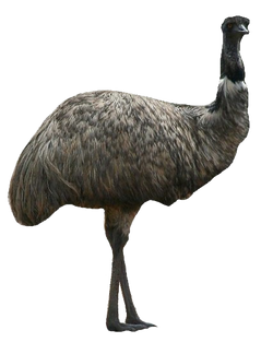 Emu