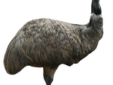 Cassowary