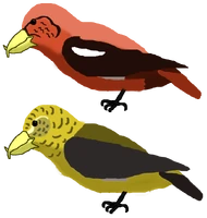 Holsaeter's Crossbills