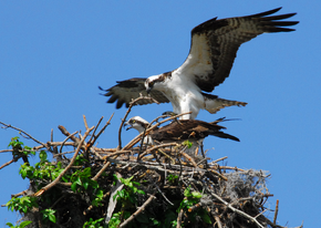 Osprey prepare to mate