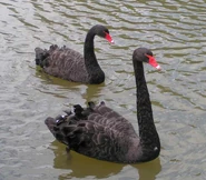 The Black Swan, Cygnus atratus is a large waterbird which breeds mainly in the southeast and southwest regions of Australia. An estimated one-quarter of all black swans pairings are homosexual and they steal nests, or form temporary threesomes with females to obtain eggs, driving away the female after she lays the eggs.[16][17]