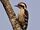 Brown-capped Pygmy-Woodpecker