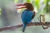 White-throated Kingfisher