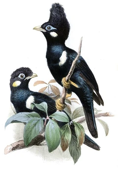Sulawesi Myna
