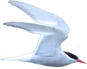 Antarctic Tern