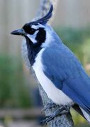 Black-throated Magpie-Jay