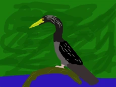 Male Devonshire Anhinga
