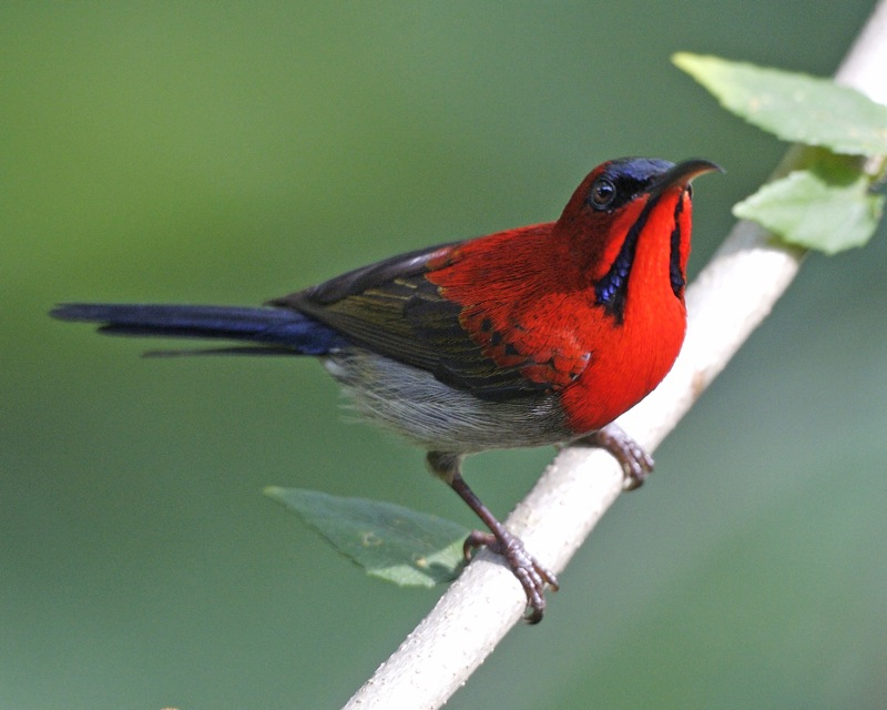 crimson backed sunbird male