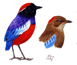 Pitta granatina gránátpitta
