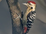 Fulvous-breasted Woodpecker