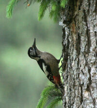 Himalayan Woodpecker (female) I IMG 6732