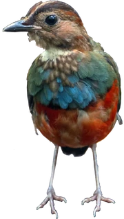  (Erythropitta celebensis), an .