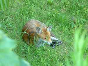 Fox on grass