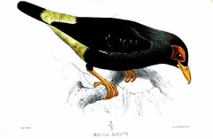 Long-tailed Myna