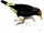 Long-tailed Myna