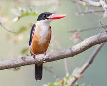 Black-capped Kingfisher