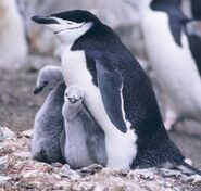 Two New York Central Park Zoo's male chinstrap penguins, similar to those pictured, became internationally known when they became a couple and were given an egg that needed hatching and care, which they successfully did.[1]