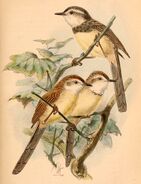 Prinia flavicans 1884