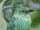 Greater Green-Leafbird