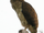 Papuan Eagle