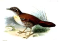 PteroptochusThoracicusJennens