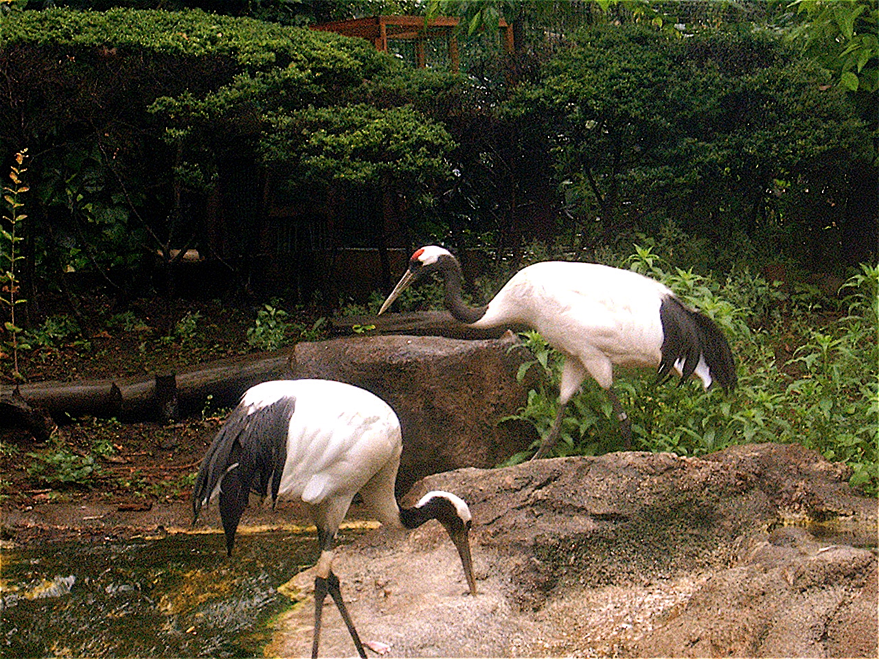 Crane  San Diego Zoo Animals & Plants