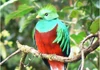 Trogon
