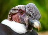 New World vulture