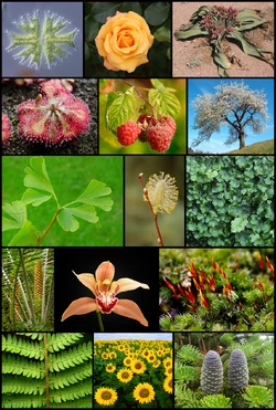Diversity of plants image version 5