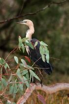 Pacific Heron