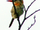 Spot-backed Puffbird