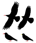 Red-billed Chough (left) can be distinguished from Alpine Chough in flight by its deeper primary "fingers" and tail wedge. Its wings extend further, to or beyond the tail tip, when it is standing. [note A]